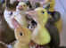 18th April 2025 £20 pekin ducklings Guildford