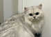 Two Beautiful Chinchilla Persian Female Cats