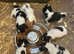 Jack Russell puppies