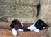 KC Registered English Springer Spaniels