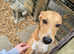 7 month old dog. If the add is still up he is still available