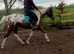 15.1/2h Irish sports mare