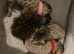 F3 Savannah Kittens! Registered breeders of Kiwanga pedigree Savannahs