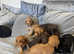 Fully Kc registered cocker spaniels puppies