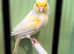 Canaries for sale