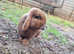 2 year old male lop needing new home