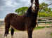 Beautiful Cob Filly to make 13.2+