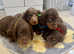 Dachshund puppies  long-haired