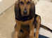 Bloodhound pup