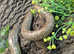 European Legless Lizard at Birmingham Reptiles (Sheltopusik)