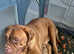 Dogue de Bordeaux puppie