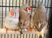 Zebra Finches,17
