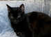 Chocolate brown tabby's