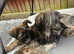 Chinese crested puppies for sale