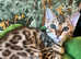 TICA reg male Bengal Kitten