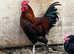 French copper marans hatching eggs