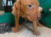 Stunning Pedigree Vizsla Puppies for sale