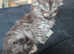 Polydactyl Maine coon babies