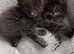 Maine coon