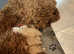 4 beautiful Poochons 2 female and 2 male