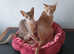 Blue Abyssinian male kittens ready now