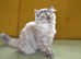 Scottish fold and straight ear kittens.