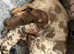 Miniture dachsund puppies
