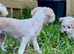 LAST BOY REMAINING REDUCED TO £800