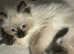 Beautiful Seal Point Ragdoll Kittens 1 boy & 1girl available