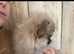 XXS Teacup Russian Pomeranian Male Puppy
