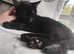 X2 5mnt males (young kittens)
