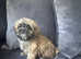 Shih tzus puppies imperial  for sale