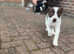Border collie puppies