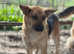 Rescued Nina, 2y old,loving