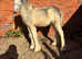Walter 5 month old cob colt foal