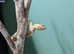 Thick Toed Gecko