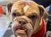 Gorgeous Bella needs a new home
