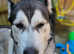 Giant Breed Male Husky For Stud