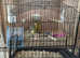 Fife Canary hens exhibition quality