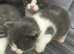 British Shorthair cross Ragdoll kittens vet checked and fully vaccinated