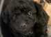 Last little boy left Jackapoo puppy