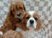 stunning female toy cavapoos