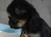 8 beautiful shih tzu x chihuahua pups puppy