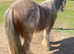 Gorgeous Red and Blue Blagdon Mini Cob Gelding For Sale