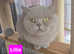Lilac British Shorthair