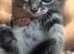 Tabby