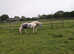 12.2hh DHP children's pony for part loan/share