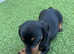 Dachshund puppy