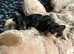 russian toy terrier puppies