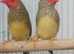 All types of Rare Finches Available